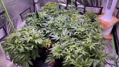 Multi Strain