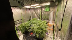 Multi strain D7