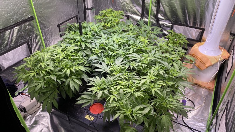Multi strain D7