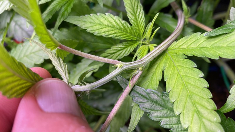 Multi strain male