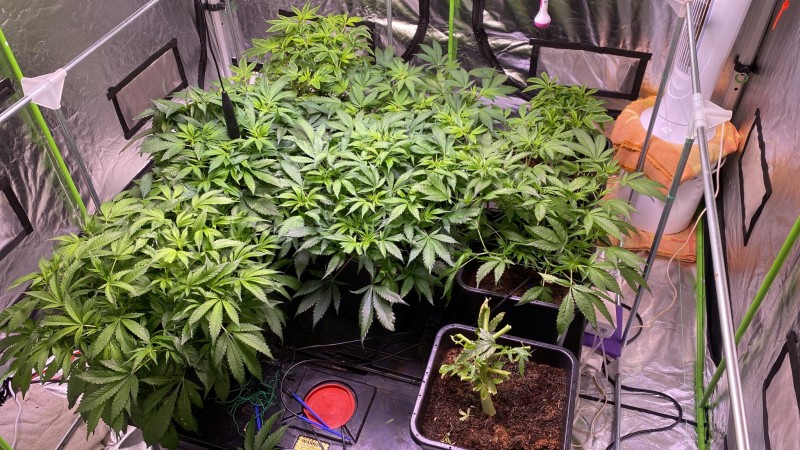 Multi strain male