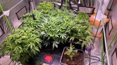 Multi strain male