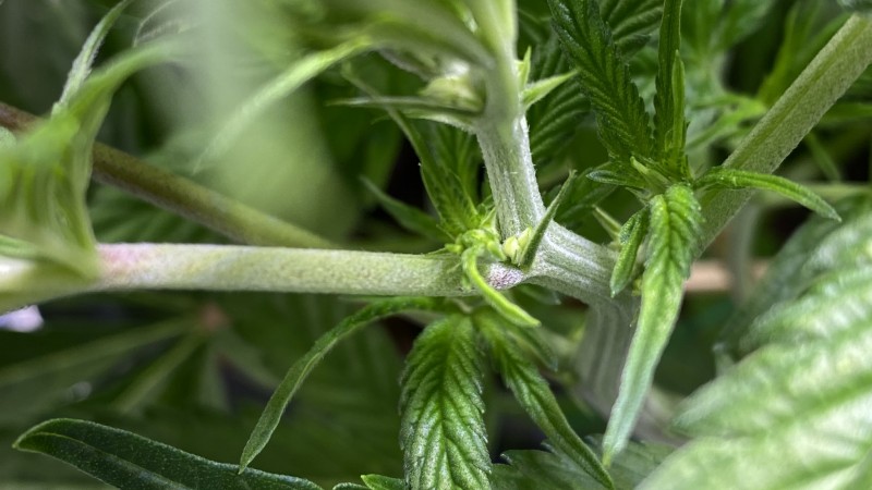 Multi strain male
