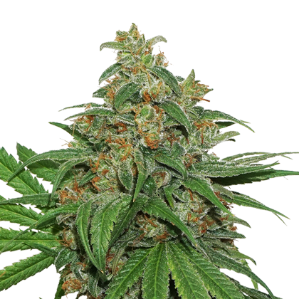 ak_420