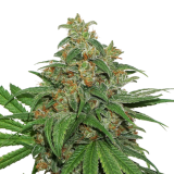 ak_420