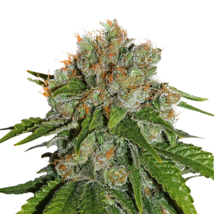 Amnesia Fem