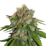 Amnesia Fem