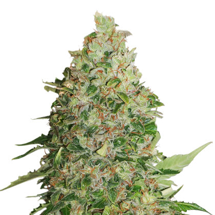 bcn_critical_xxl