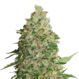 bcn_critical_xxl