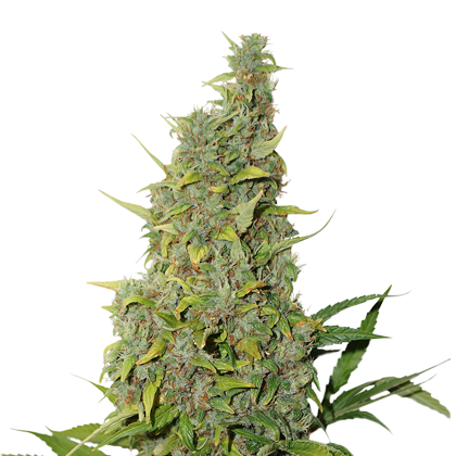 bcn_power_plant Fem