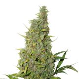 bcn_power_plant Fem