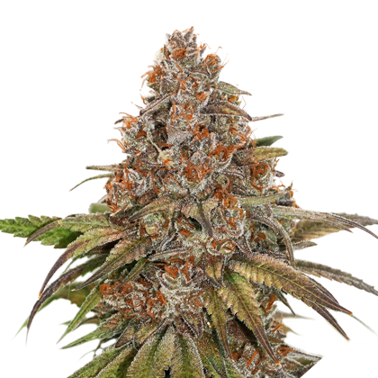 blackberry_gum