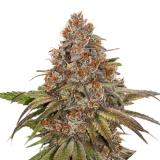 blackberry_gum