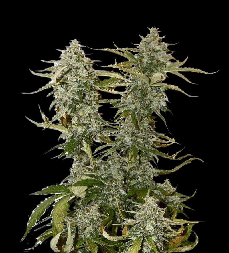 candy-dawg-og-fem