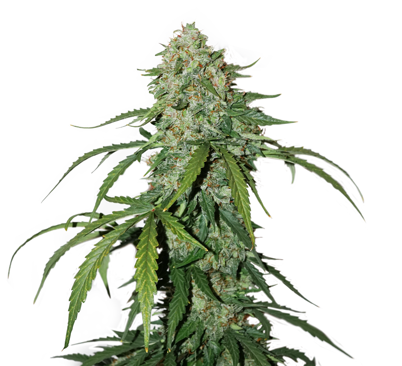 cbd-silver-lime-haze