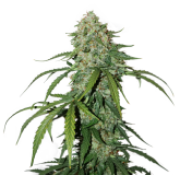 cbd-silver-lime-haze