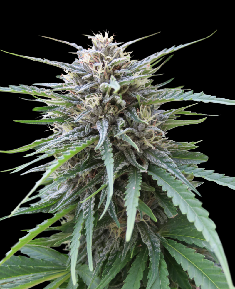 frizzy-kush