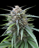 frizzy-kush