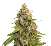 golden-lemon-haze