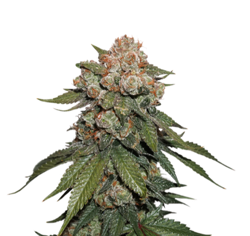 maple-sherbet