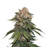 maple-sherbet