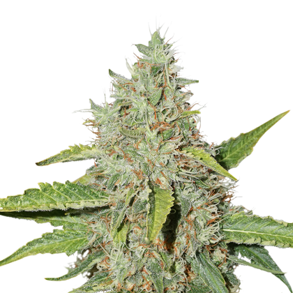 northern_lights