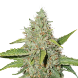 northern_lights