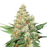 o.g._kush