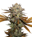 sticky_fingers_fem
