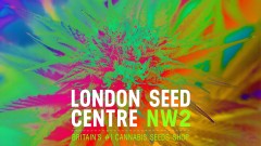 mn LSC budz col