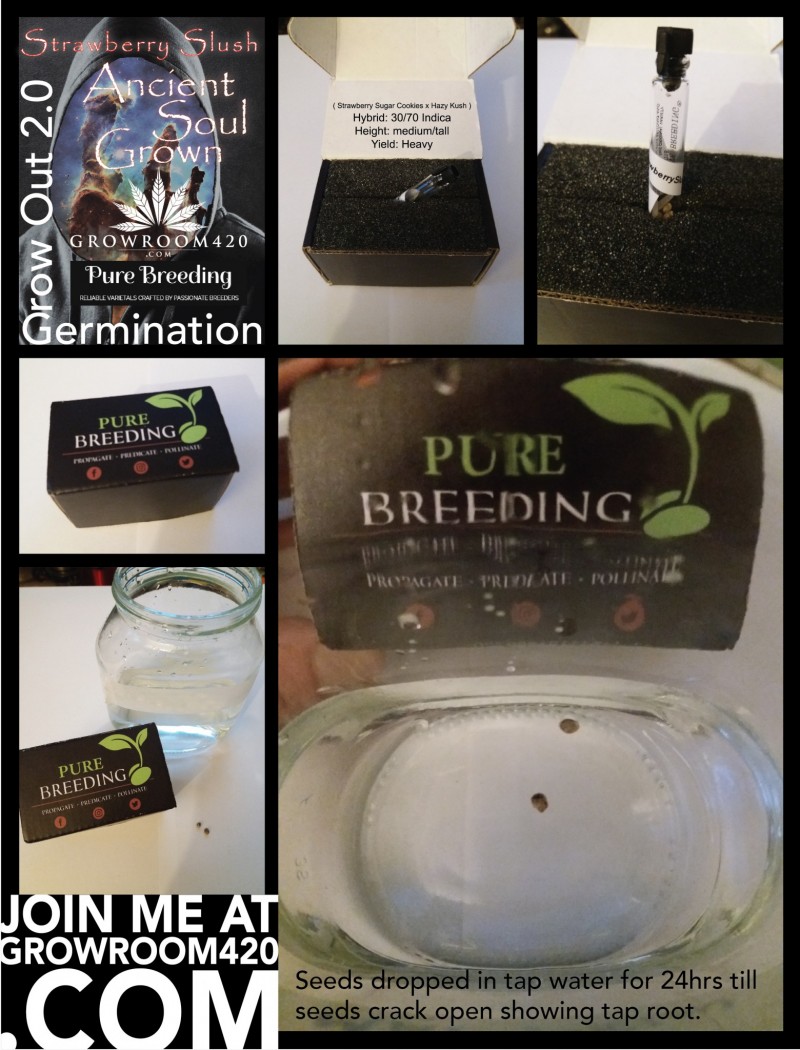 Strawberry Slush_Germination-01