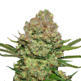 white_widow