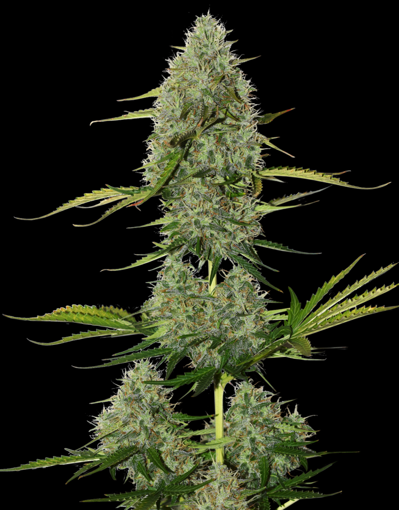 bcn-critical-auto