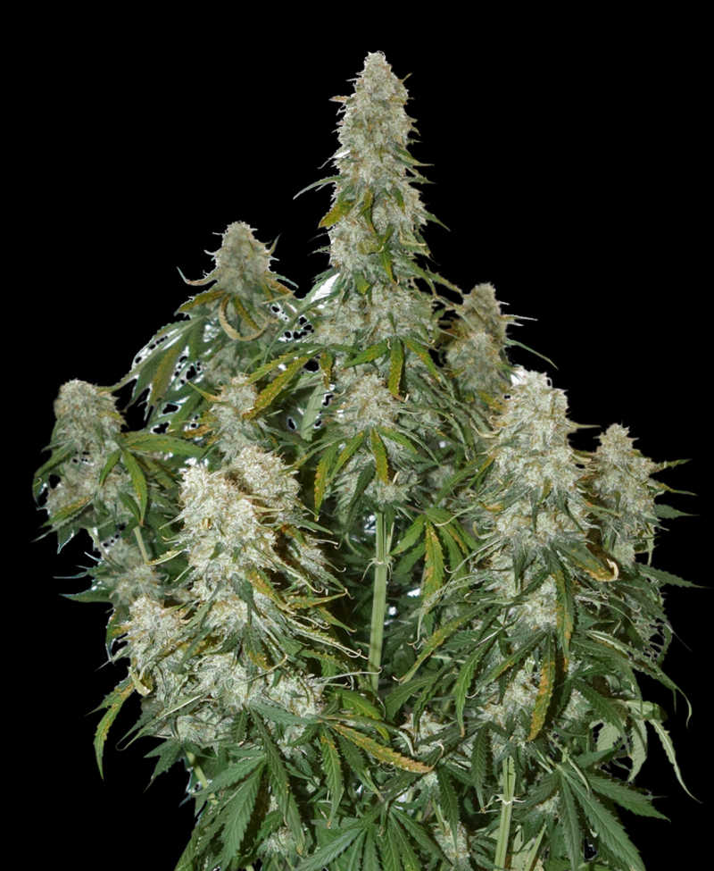 big-bud-auto