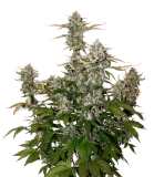 candy-dawg-og-auto