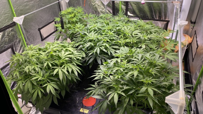 Multi strain update
