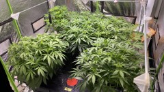 Multi strain update