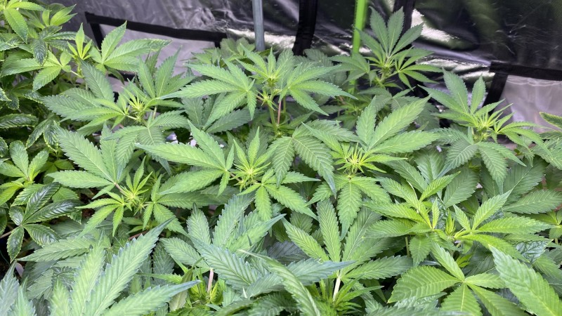 Multi strain update