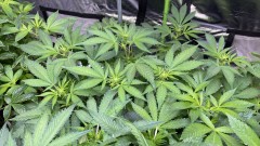 Multi strain update