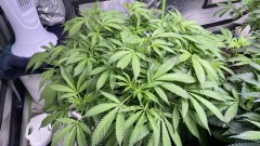 Multi strain update