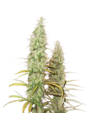 santa-marta-haze Auto