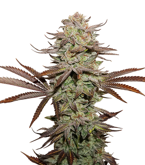 sticky_fingers_auto