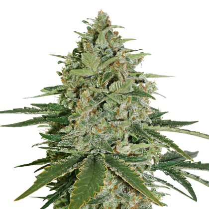 super_skunk auto