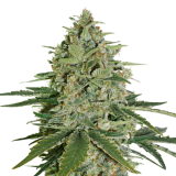 super_skunk auto