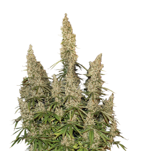 white-widow-auto