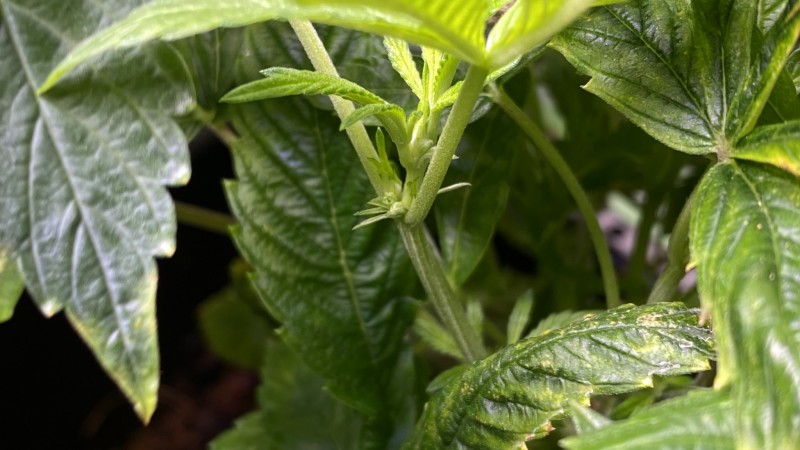 Male?