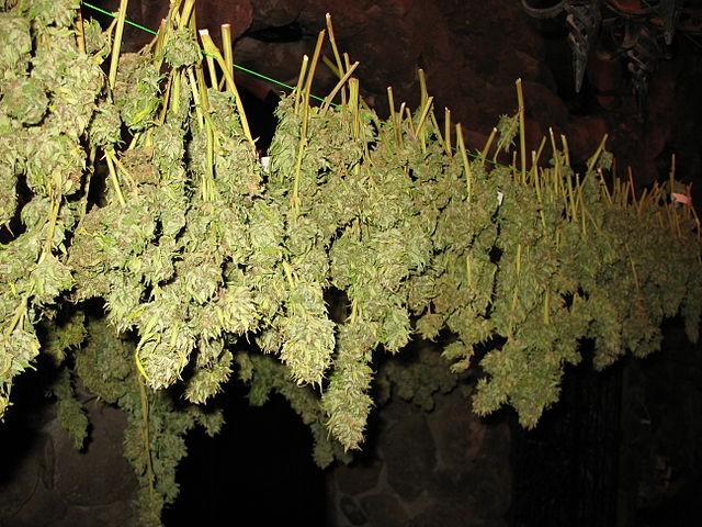 640px-Drying_Cannabis_Buds