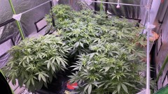 Multi strain