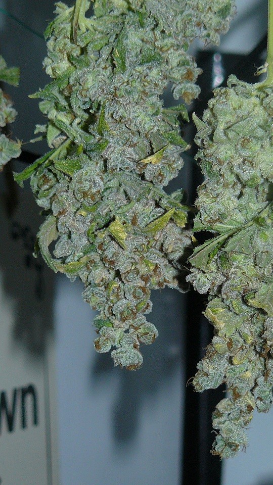 vk harvest part 1 009