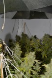 Clones at 79 days fl top colas harvest 7.11 (4) (681x1024)